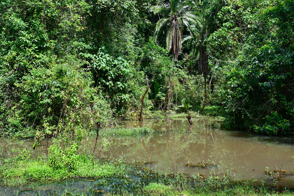 Wild Coffee Forest (Bonga)